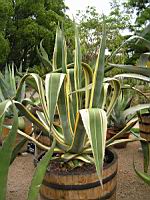 Agave Americana (var Marginata) (fam Agavacees) (Mexique) (01) (Photo F. Mrugala)
